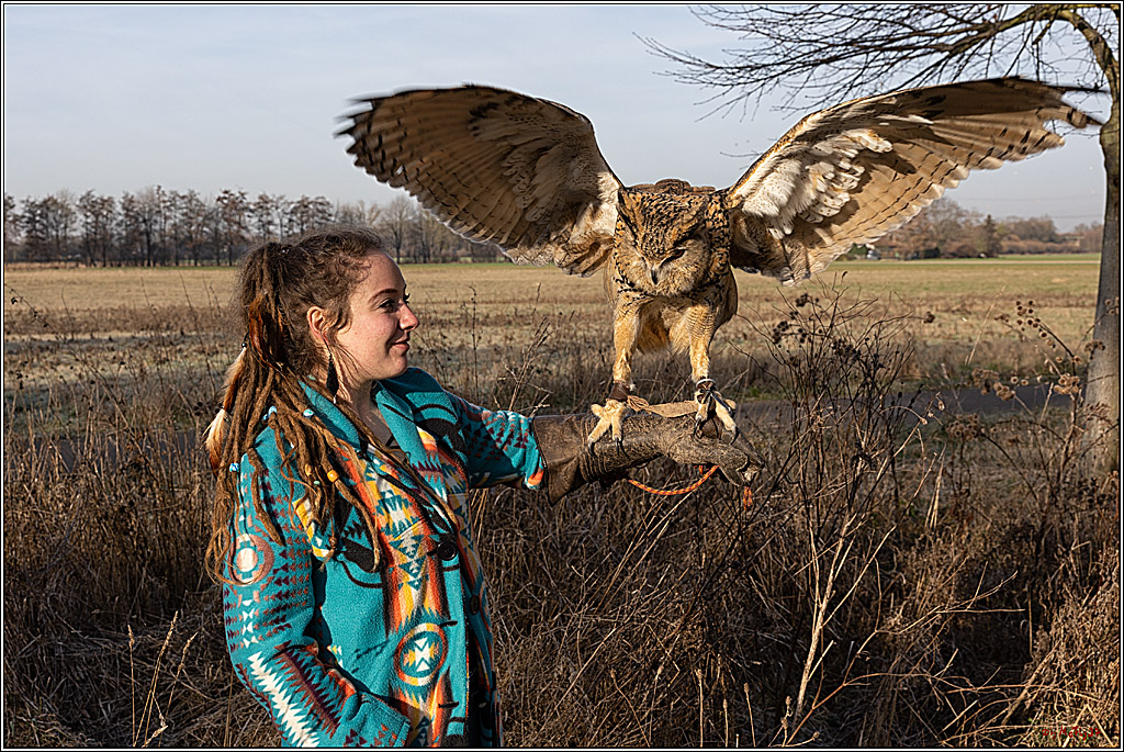 Cheyenne-Halbblut Hunting Wolf in der Falknerei Pierre Schmidt; Gymnich, 09.02.2023